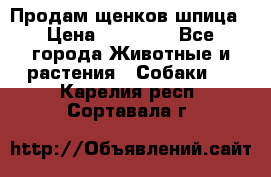 Продам щенков шпица › Цена ­ 25 000 - Все города Животные и растения » Собаки   . Карелия респ.,Сортавала г.
